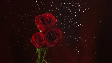Red rose in rain, Slow Motion Stock Footage 10862899