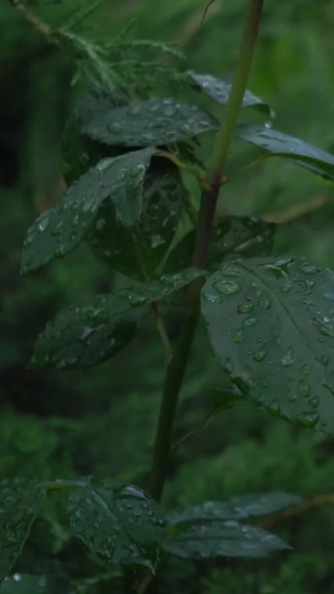 Red rose raindrop vertical video Stock Footage 170487140