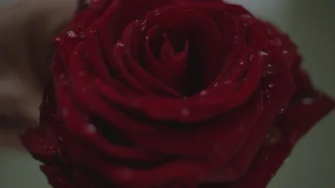 Red rose with raindrops Stock Footage 73902168