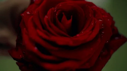 Red rose with raindrops Stock Footage 73902197