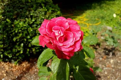 Red rose with Raindrops. Stock Photos