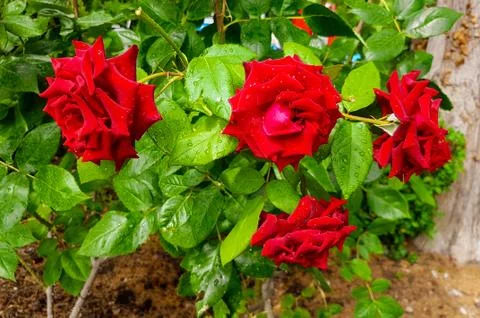Red rose with Raindrops. Foto stock
