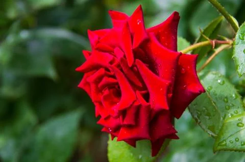 Red rose with Raindrops. Stock Photos