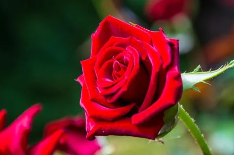 Red rose with Raindrops. Foto stock