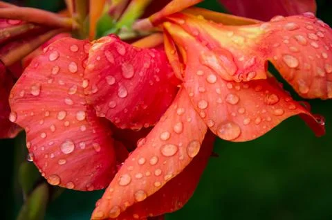 Red rose with Raindrops. Stock Photos