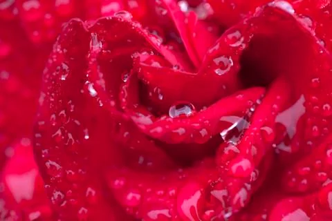 A red rose with raindrops Stock Photos