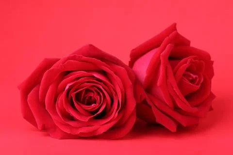 Red rose on red background Foto stock