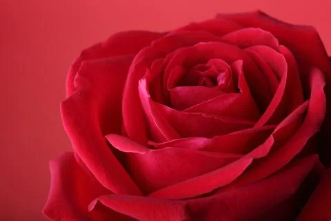 Red rose on red background Stock Photos