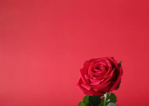 Red rose on red background Stock Photos