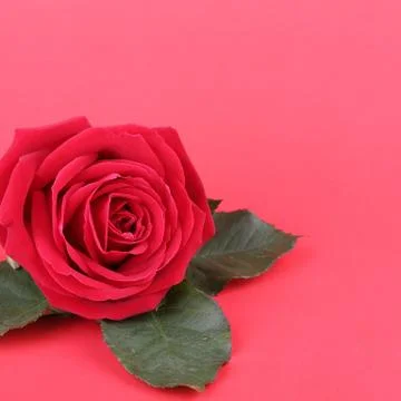 Red rose on red background Foto stock