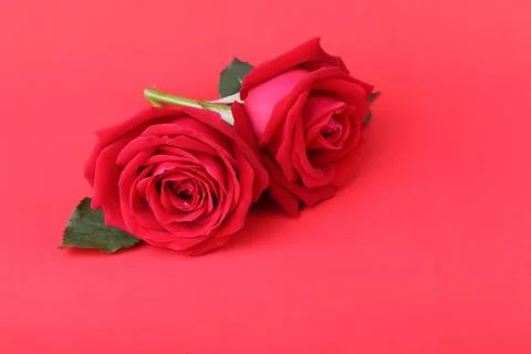 Red rose on red background Stock Photos