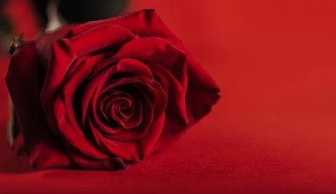 Red rose on red background Stock Photos