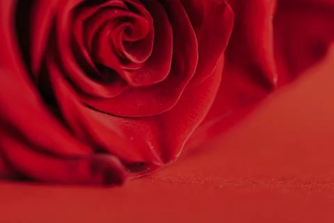 Red rose on red background Stock Photos
