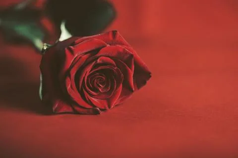 Red rose on red background Stock Photos