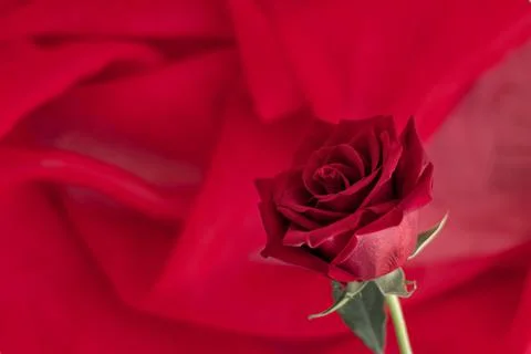 Red rose on red background with space for text. Soft focus. Foto stock