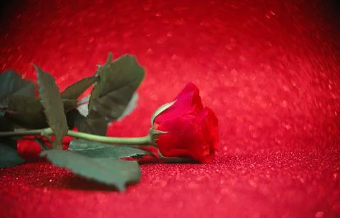 Red rose on a red blured background, copyspase. Stock Photos