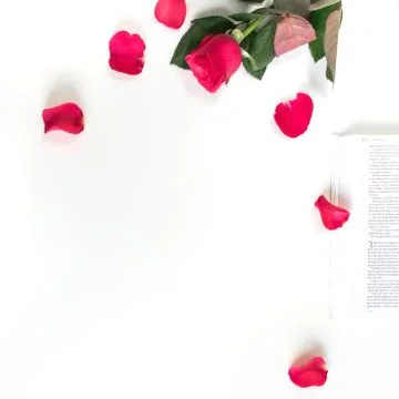 Red rose, red petals and a Bible on a white table. Clean white background. Stock Photos