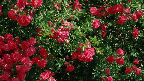 Red Rose. Red rose bush. Video stock 151237386
