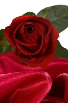 Red rose on red silk Stock Photos