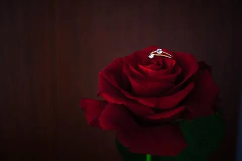 Red rose with ring on the blurred background. Stock Photos