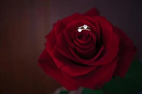 Red rose with ring on the blurred background. Stockfoto's