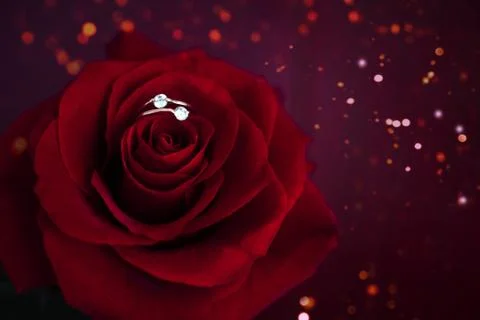 Red rose with ring on the blurred background. Stock Photos