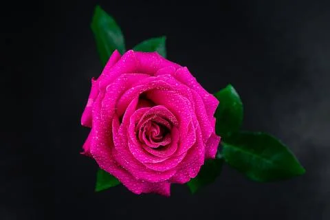 Red rose in a romantic background.. Stock Photos