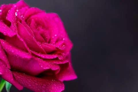 Red rose in a romantic background.. Stock Photos