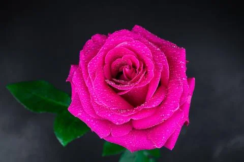 Red rose in a romantic background... Stock Photos