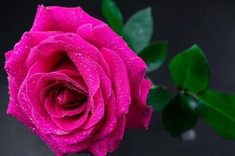Red rose in a romantic background. Stock Photos