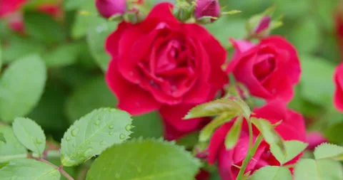 A red rose, a rosehip flower with raindrops on the petals, appears in sharpne Stock Footage 317538408