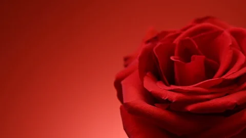Red rose rotates on a red background Video stock 123484713