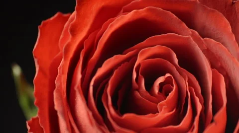 Red rose rotating Video stock 59753800