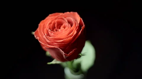 Red rose rotating Stock-Footage 59753956