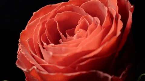 Red rose rotating Stock-Footage 59754105
