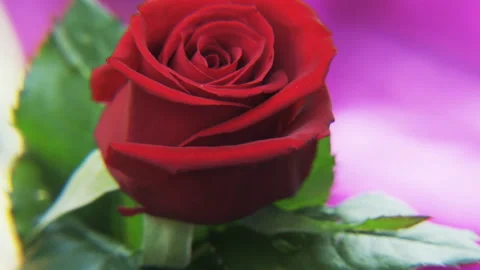 Red Rose Rotating on a Golden Background Stock Footage 123159992