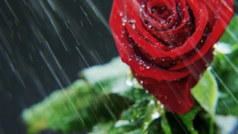 Red Rose Rotating in Heavy Rain Stock Footage 69786913