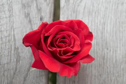 Red rose in a rustic background. Stock Photos