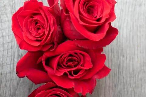 Red rose in a rustic background. Stock Photos