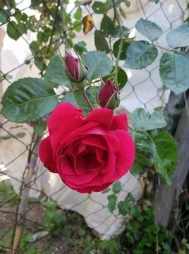 Red Rose Sapling Stock Photos