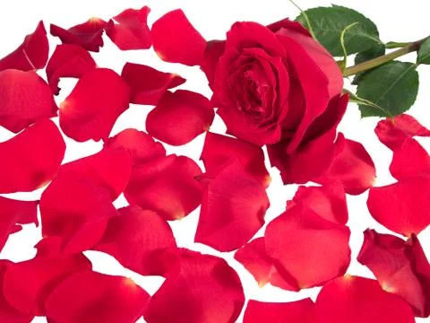 Red rose with scattered petals Stock Photos
