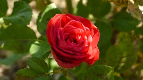 Red Rose Shaking On The Wind Stock Footage 53878560