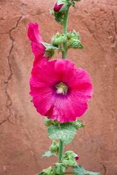 Red Rose of Sharon Stock Photos