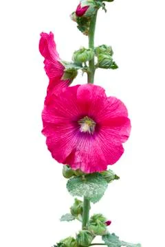 Red Rose of Sharon Foto stock