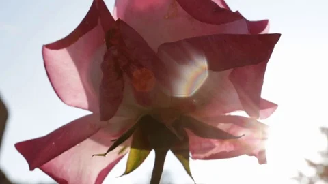 Red rose shot from below in backlight Stock Footage 109526896