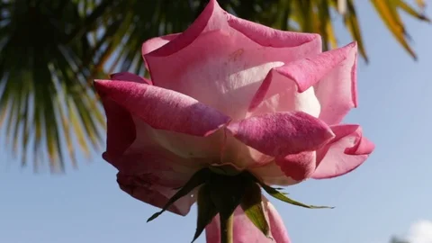 Red rose shot from below in front of a palm tree Stock-Footage 109514808