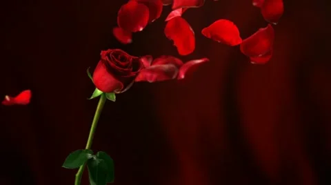 Red rose, Slow Motion Stock Footage 10862838