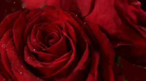 Red rose, Slow Motion Stock Footage 10862854