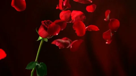 Red rose, Slow Motion Stock Footage