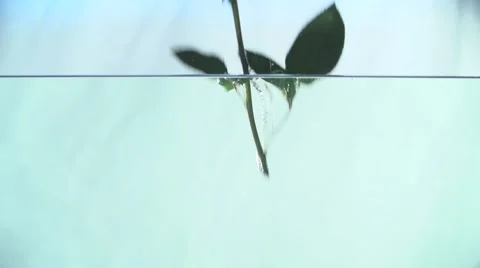 Red Rose Slowly Falls in Water a White Background Video stock 59307136